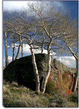 landscape-rock-tree